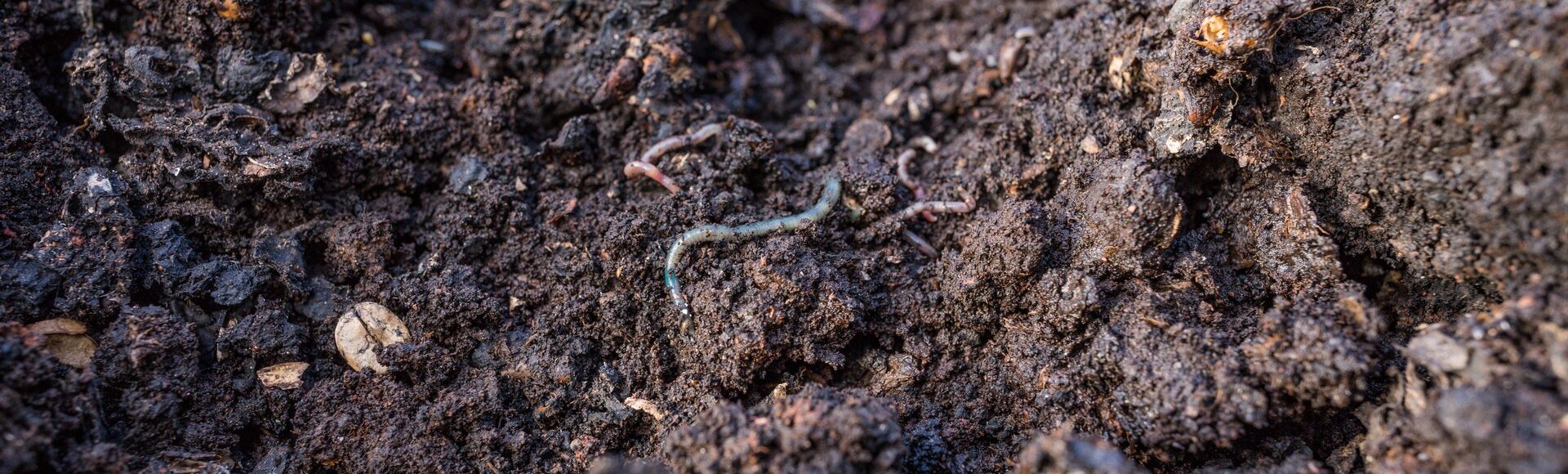 Vermicomposting